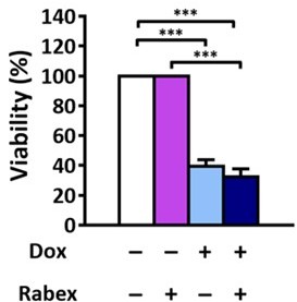 Purple cabbage exosomes show stable size with or without drug load and enhances doxorubicin's anti-cancer effect in SW480 cells after 96 hours.